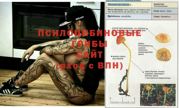 стаф Алзамай