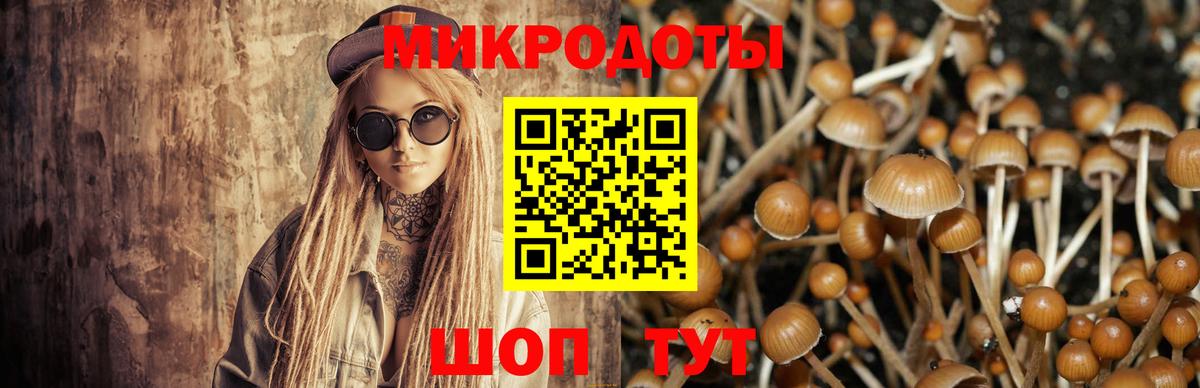 Псилоцибиновые грибы Psilocybe Переславль-Залесский